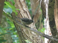 Anthornis melanura