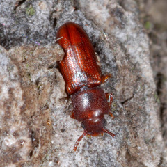 Palorus depressus