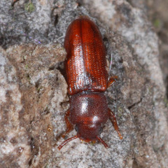 Palorus depressus
