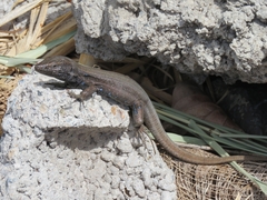 Gallotia caesaris gomerae