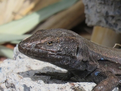 Gallotia caesaris gomerae