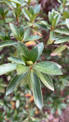 Rhododendron indicum