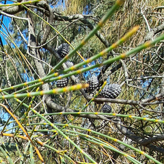 Allocasuarina verticillata