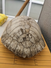 Pseudemys concinna concinna