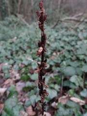 Orobanche hederae