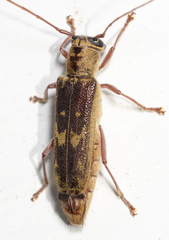 Saperda discoidea