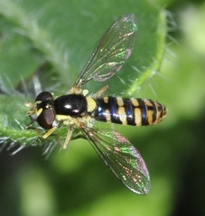 Sphaerophoria rueppellii