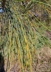 Allocasuarina verticillata