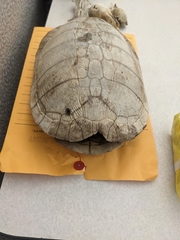 Pseudemys concinna concinna