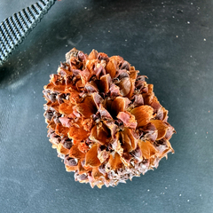 Allocasuarina verticillata