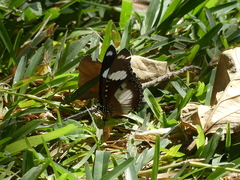 Hypolimnas misippus