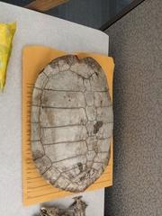 Pseudemys concinna concinna