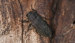 Strigopteroides margotanae