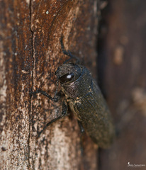 Strigopteroides margotanae