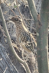 Geococcyx californianus