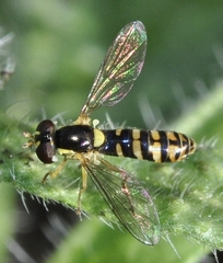Sphaerophoria rueppellii