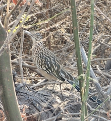 Geococcyx californianus