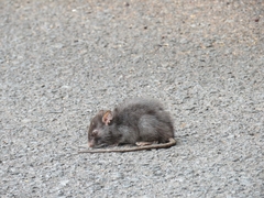 Rattus rattus