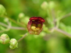 Scrophularia umbrosa