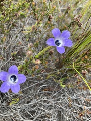 Roella triflora