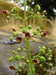 Scrophularia umbrosa