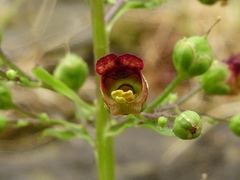 Scrophularia umbrosa