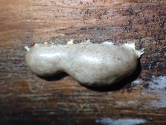 Reticularia
