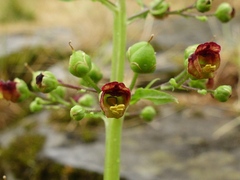 Scrophularia umbrosa