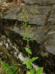 Scrophularia umbrosa
