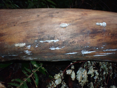 Reticularia