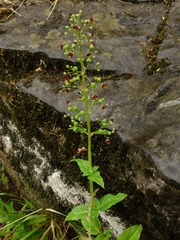 Scrophularia umbrosa