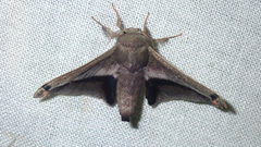 Gonogramma mawaja