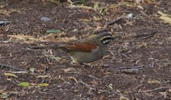 Emberiza capensis