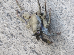 Grapsus adscensionis