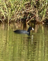 Fulica americana