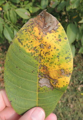 Ophiognomonia leptostyla