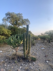 Isolatocereus dumortieri