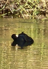 Fulica americana