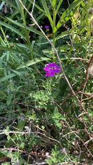Glandularia canadensis