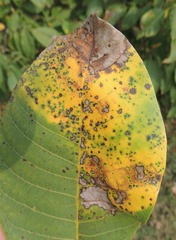 Ophiognomonia leptostyla