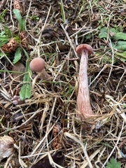 Laccaria amethysteo-occidentalis