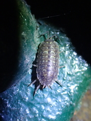 Porcellio monticola