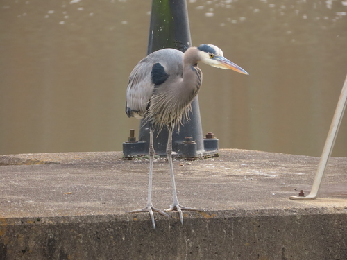 Great Blue Heron photographed in West Virginia