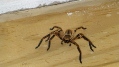 Polybetes pythagoricus