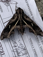 Hemeroplanes triptolemus