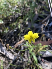 Goodenia pinnatifida