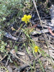 Goodenia pinnatifida
