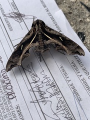 Hemeroplanes triptolemus