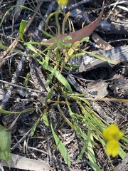 Goodenia pinnatifida