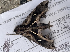 Hemeroplanes triptolemus